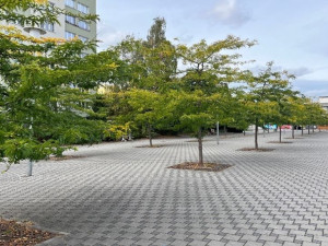 Skvrňany - Vánoční osvětlení stromů u Alberta