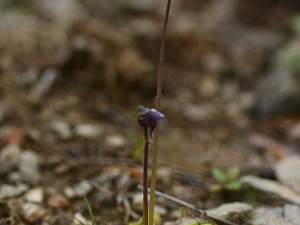 Velmi vzácná masožravá rostlina roste v pásmu bývalé železné opony. K přežití potřebuje pomoc těžkou technikou