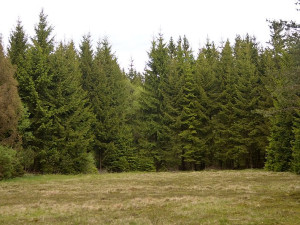 Velmi vzácná masožravá rostlina roste v pásmu bývalé železné opony. K přežití potřebuje pomoc těžkou technikou