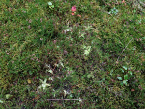 Velmi vzácná masožravá rostlina roste v pásmu bývalé železné opony. K přežití potřebuje pomoc těžkou technikou