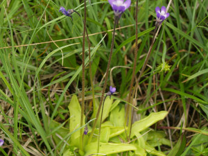 Velmi vzácná masožravá rostlina roste v pásmu bývalé železné opony. K přežití potřebuje pomoc těžkou technikou