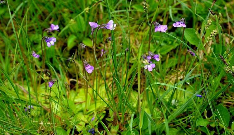 Velmi vzácná masožravá rostlina roste v pásmu bývalé železné opony. K přežití potřebuje pomoc těžkou technikou