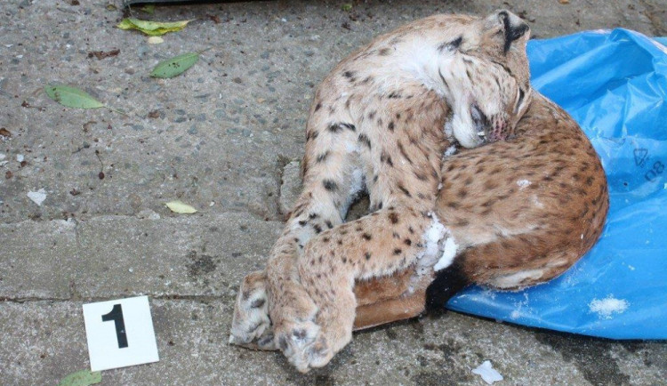 Zastřelený rys v mrazáku šéfa mysliveckého spolku má pro sdružení dohru, přišlo o honitbu