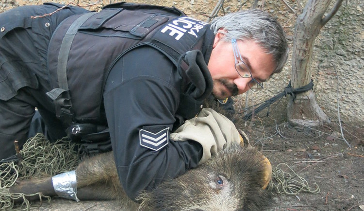 Takto vypadá odchyt divokého prasete v Plzni