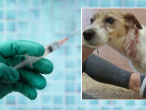 Medik si u svého psa vymýšlel choroby a pak ho bolestivými způsoby sám léčil, za týrání zvířat dostal podmínku
