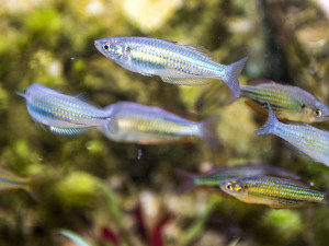 Nová Rybí archa v plzeňské zoo představuje ohrožené druhy ryb, některé přežívají jen díky akvaristům