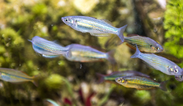 Nová Rybí archa v plzeňské zoo představuje ohrožené druhy z celého světa, některé přežívají jen díky akvaristům