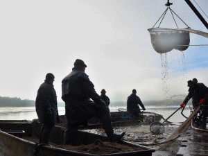 Výlov rybníků v samotném srdci brdských hvozdů patří k nejkrásnějším a nejdrsnějším rybářským událostem
