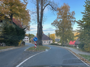 Uprostřed šumavské silnice vyrůstá z ostrůvku chráněný jasan, který nelze pokácet. Některým řidičům to vadí