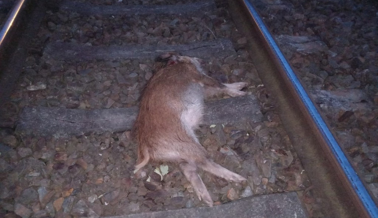 Všímavá žena videohovorem od mrtvého divočáka navedla strážníky přesně na místo, kde leželo mrtvé zvíře