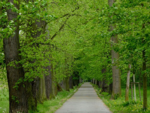 O titul Alej roku bojuje 83 stromořadí, své favority má i Plzeňský kraj