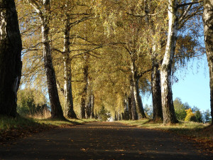 Březová alej ke kostelu sv. Maří Magdalény, foto: Martina Burianová