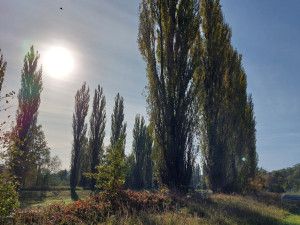 Topolová alej údolím Úslavy, foto: Jiří Hendrich