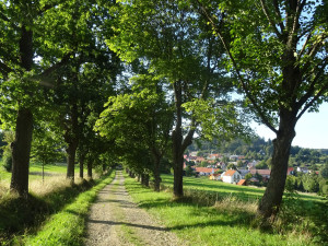 Alej k Pozorce, foto: Zdeněk Reitmeier