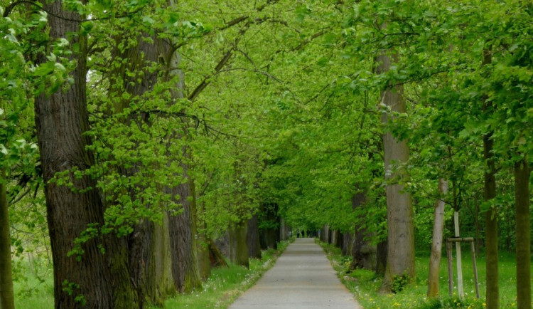 Loni zabodovala Dlouhá alej na Tachovsku, foto: Alena Mautnerová