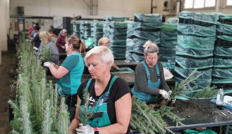 Školky pro podzimní část zalesnění dodávají bezmála 2,5 milionů sazenic