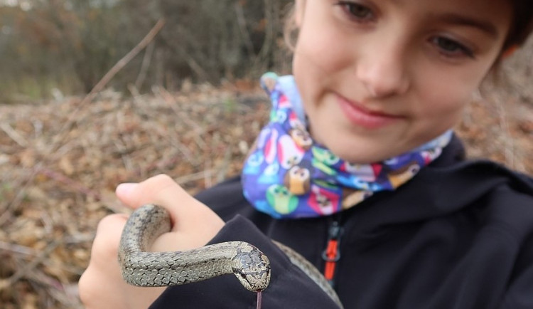 Had za dveřmi rodinného domu vyděsil jeho majitele. Plaz tam hledal vhodný úkryt, kde by přečkal zimu