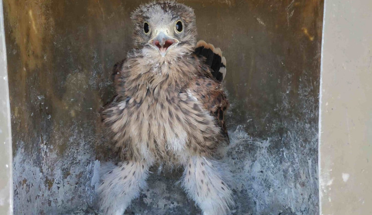 Dravci na jižní Moravě udělali radost zemědělcům. Do boje s hraboši přibylo dvě stě ptáků