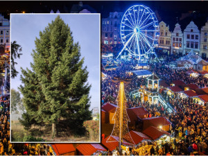 Vánočním stromem v Plzni bude patnáctimetrový smrk z Dýšiny
