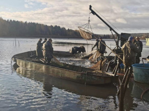 Rybáři vylovili Dolejští Padrťský rybník v srdci brdských lesů, kilo kapra vyjde na 99 korun