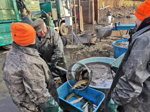 Rybáři vylovili Dolejští Padrťský rybník v srdci brdských lesů, kilo kapra vyjde na 99 korun