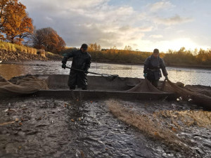 Rybáři vylovili Dolejští Padrťský rybník v srdci brdských lesů, kilo kapra vyjde na 99 korun