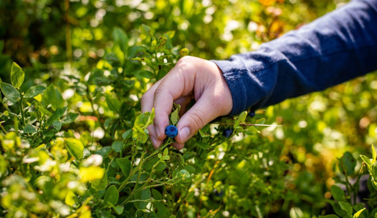 Tasemnice liščí o sobě nedá roky vědět a do těla se dostane po požití lesních plodů, například borůvek