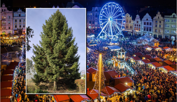 Vánočním stromem v Plzni bude patnáctimetrový smrk z Dýšiny