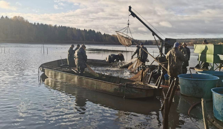 Rybáři vylovili Dolejští Padrťský rybník v srdci brdských lesů, kilo kapra vyjde na 99 korun