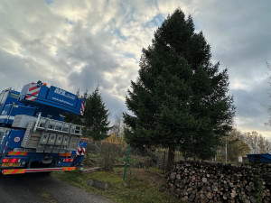 Vánoční strom pro město Plzeň se ráno kácel v Dýšině, večer dorazí na své obvyklé místo na náměstí Republiky