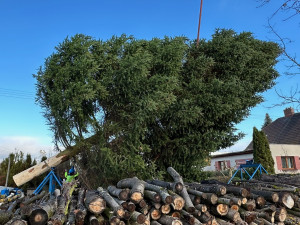 Vánoční strom pro město Plzeň se ráno kácel v Dýšině, večer dorazí na své obvyklé místo na náměstí Republiky