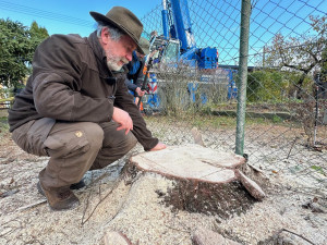 Richard Havelka zkoumá letokruhy na pařezu