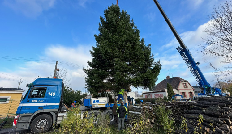 Vánoční strom pro město Plzeň se ráno kácel v Dýšině, večer dorazí na své obvyklé místo na náměstí Republiky