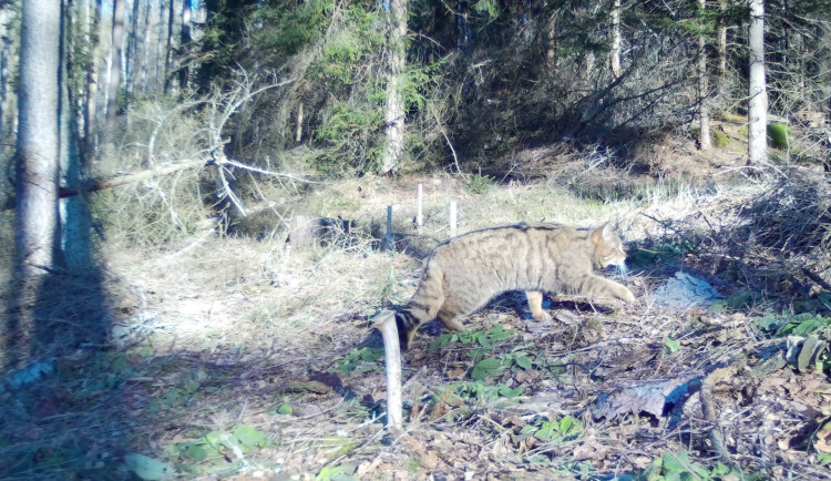 Fotopasti zachytily v Národním parku České Švýcarsko divokou kočku. V české přírodě jsou velmi vzácné