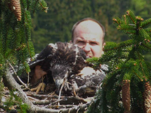 Karel Makoň kroužkuje v roce 2010 mláďata orla mořského