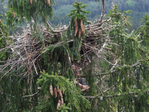 Hnízdo orla na Tachovsku