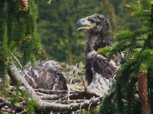 Mláďata na hnízdě