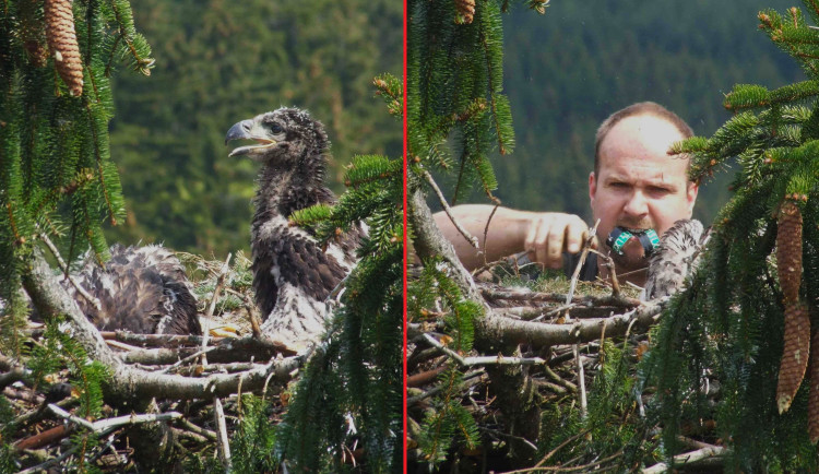 Karel Makoň kroužkuje v roce 2010 mláďata orla mořského