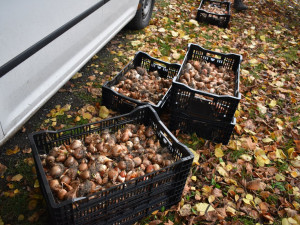 Zahradníci vysázeli v největším městském parku tisíce tulipánů, narcisů a krokusů
