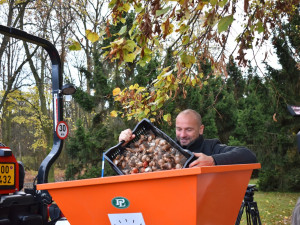 Zahradníci vysázeli v největším městském parku tisíce tulipánů, narcisů a krokusů