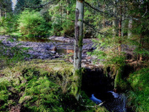 Vzácným borovicím pomohou nové dřevěné hrázky