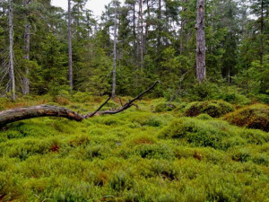 Vzácným borovicím pomohou nové dřevěné hrázky