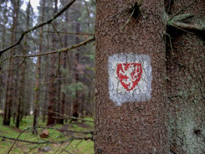 Vzácným borovicím pomohou nové dřevěné hrázky