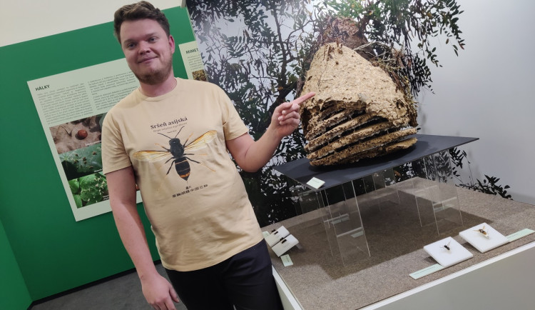 První objevené hnízdo sršně asijské v Česku je k vidění v muzeu, vědci ho zkoumali i počítačovým tomografem