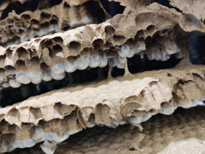 První objevené hnízdo sršně asijské v Česku je k vidění v muzeu, vědci ho zkoumali i počítačovým tomografem