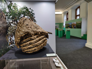 První objevené hnízdo sršně asijské v Česku je k vidění v muzeu, vědci ho zkoumali i počítačovým tomografem