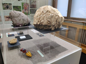 Takto vypadá hnízdo sršně obecné.