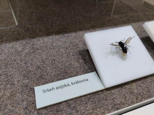 První objevené hnízdo sršně asijské v Česku je k vidění v muzeu, vědci ho zkoumali i počítačovým tomografem