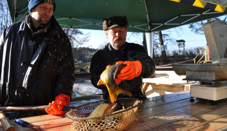 Plzeň chystá prodej vánočních stromků z městských lesů