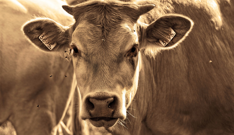 Osobní vlak narazil u Jeřmanic do krav. Cestujícím se nic nestalo